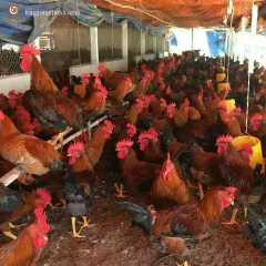 Gà Sasso trống